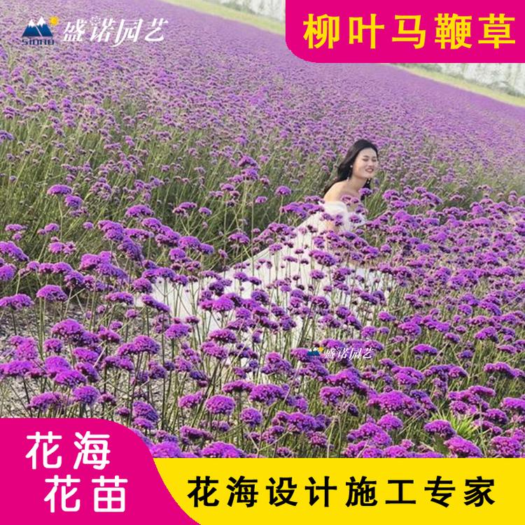 柳叶马鞭草 种苗 花卉基地 宿根花卉 绿化园林工程