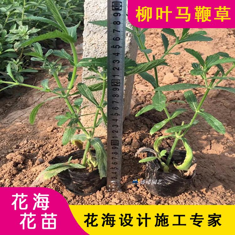 马鞭草杯苗 花苗 品种齐全 小苗 双色盆 花海景区 花卉苗木
