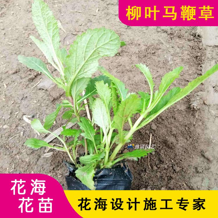 柳叶马鞭草 种苗 特价销售 小苗 双色盆 花海景区 花卉苗木