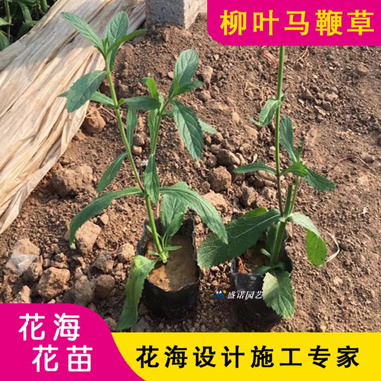 柳叶马鞭草 种苗 价格优惠 小苗 双色盆 花海景区 花卉苗木