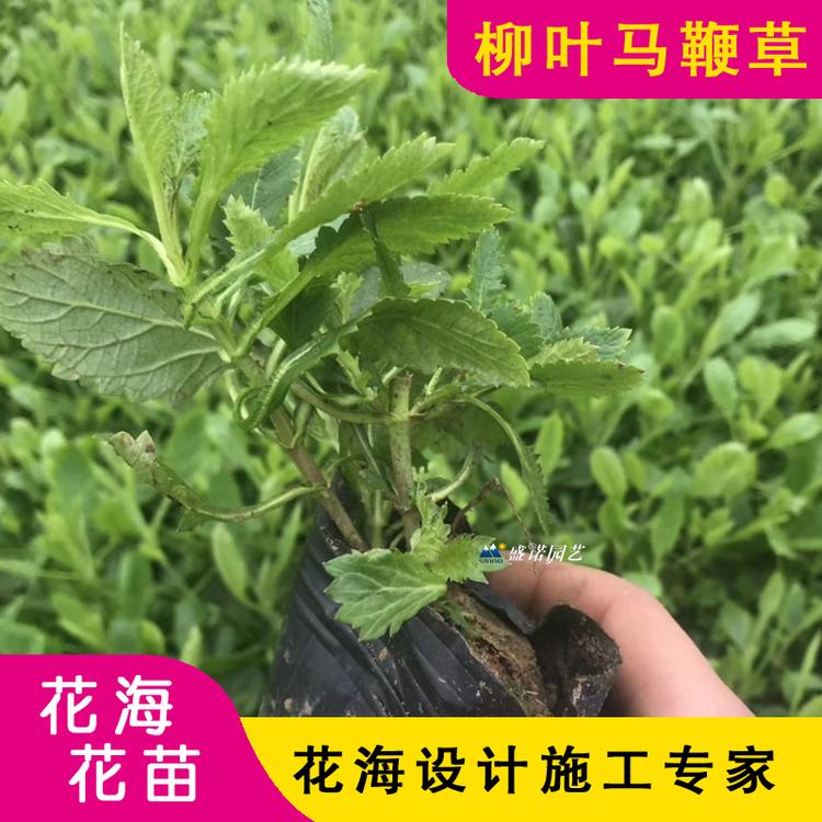 柳叶马鞭草 种苗 基地处理 宿根地被 草花花卉
