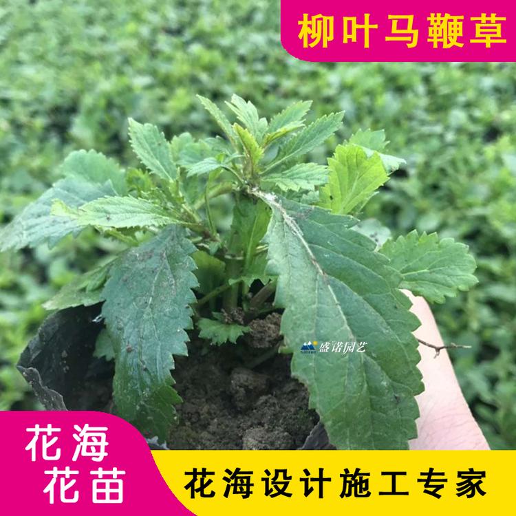 柳叶马鞭草 小苗 特价销售 宿根花卉 绿化园林工程