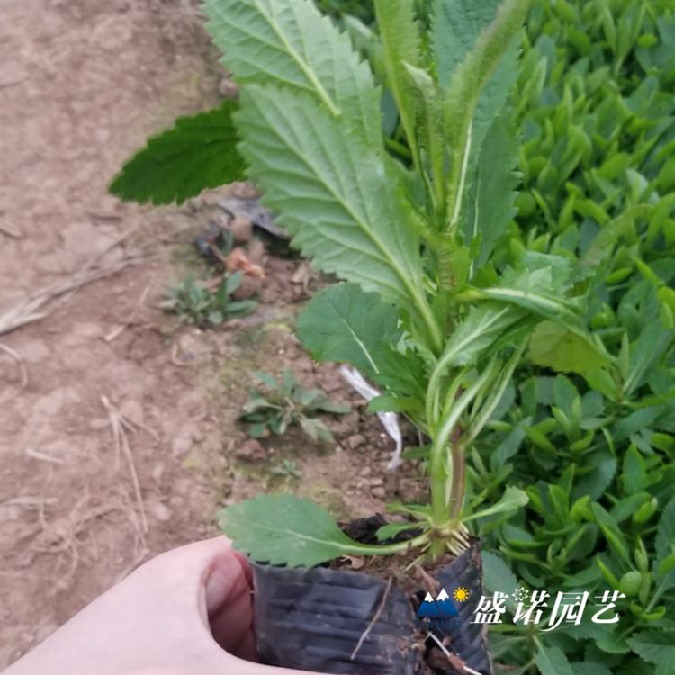 柳叶马鞭草 种苗 花卉基地 苗木系列 时令草花