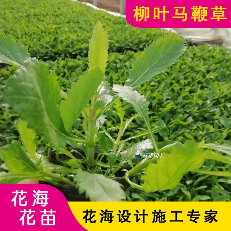 柳叶马鞭草 小苗 特价销售 苗木系列 时令草花