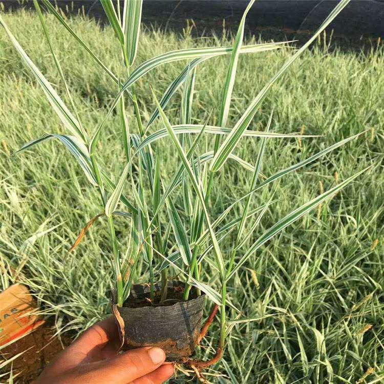 玉带草批发价格