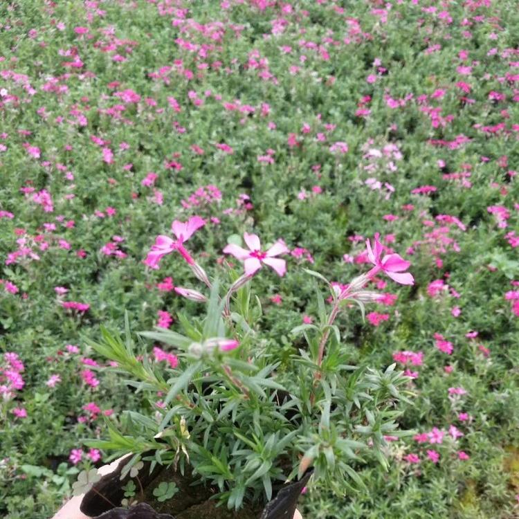 芝樱现货供应 好看的草花 大量批发-承玉花卉