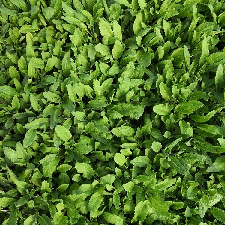 四季草花鼠尾草 宿根花卉 野花组合