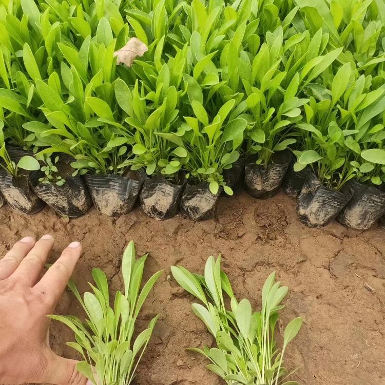 大花金鸡菊 硫化菊苗圃直供 金鸡菊种苗-承玉花卉