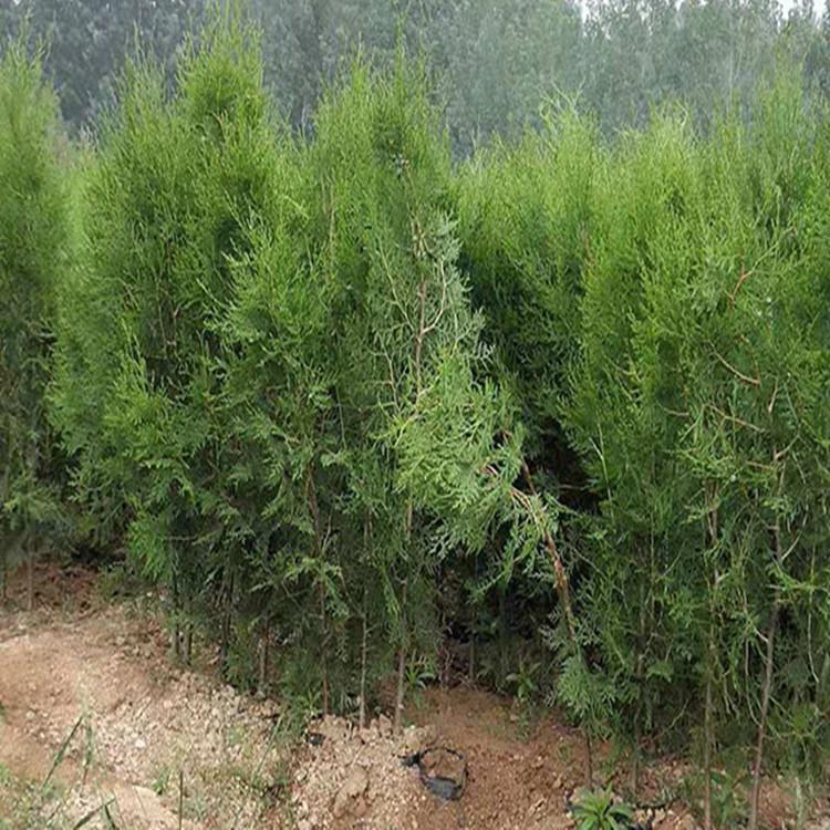 山东龙柏批发-龙柏批发价格-山东小龙柏