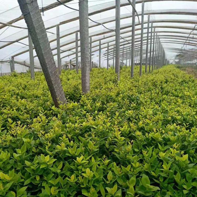 山东金森女贞 金森女贞种植基地 金叶女贞价格 欢迎咨询