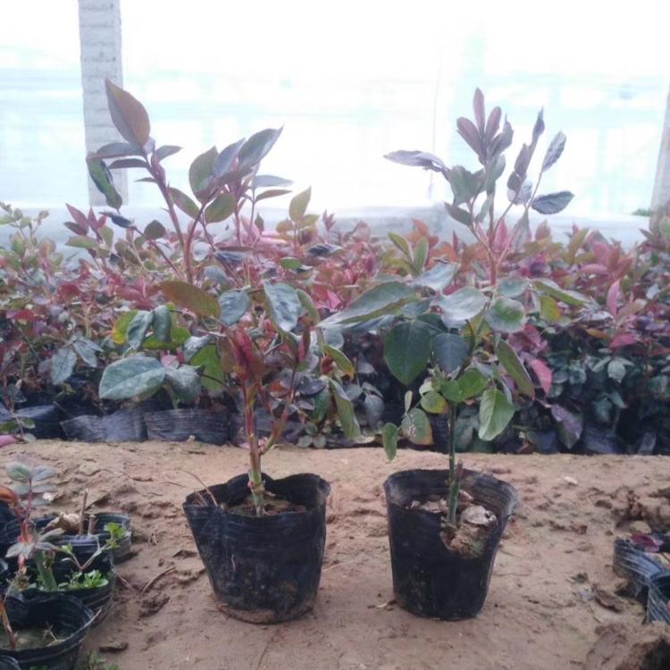 大花月季基地-大花月季供应-月季价格