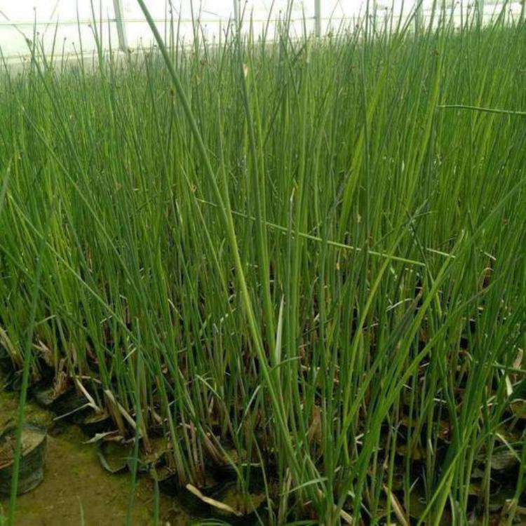 花叶水葱苗大量批发 花叶水葱价格 园林绿化