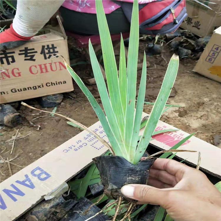 德国鸢尾 鸢尾小苗批发价格  青州鸢尾基地