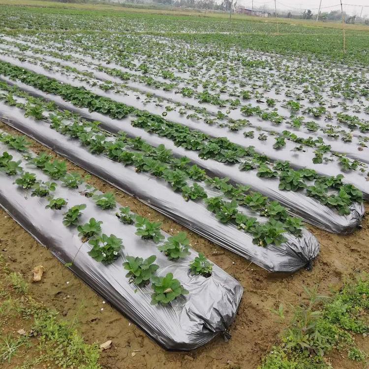 （来买）银灰双色反光地膜批发厂家-佳和塑料-量大从优