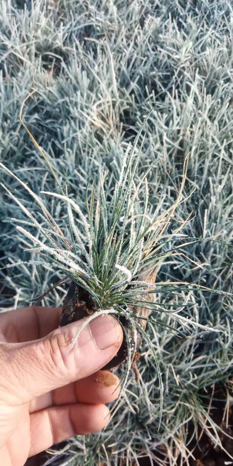 蓝羊毛 蓝羊毛价格 蓝羊毛产地 银边草