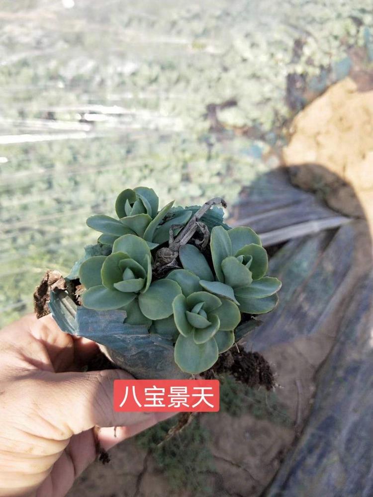 八宝 八宝景天 八宝价格 八宝景天价格