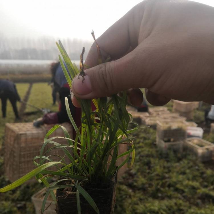 麦冬种植基地 麦冬价格 山东麦冬草价格 营养钵麦冬