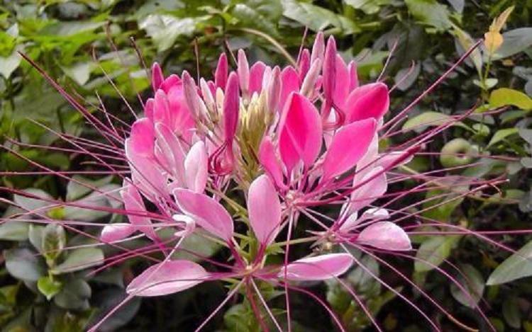 醉蝶花 醉蝶花价格 醉蝶花基地 醉蝶花花海