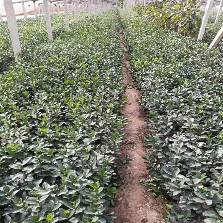 青州冬青小苗批发价格