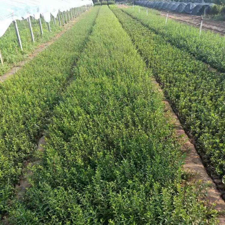 绿化苗木 青州小叶扶芳藤种植 扶芳藤批发