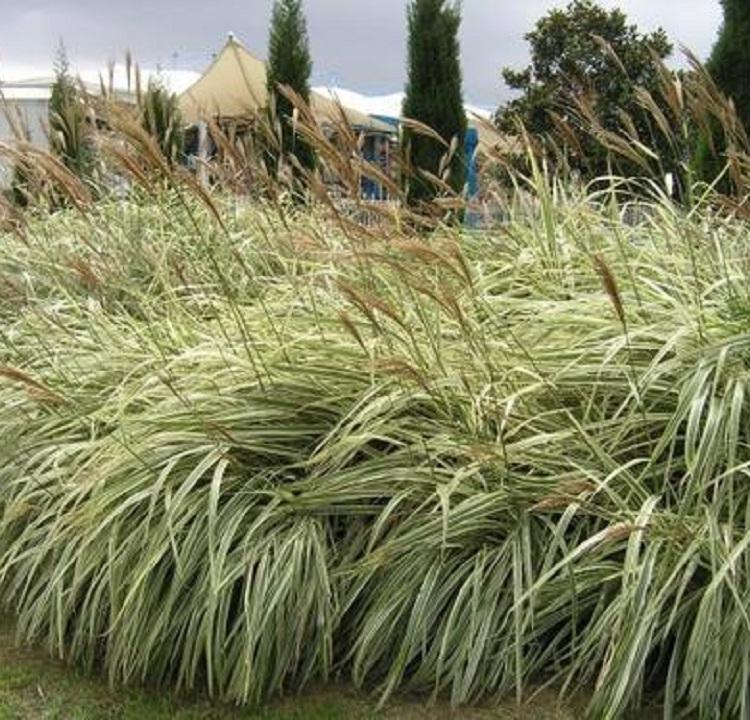 绿化专用花叶芒种植基地_花叶芒价格