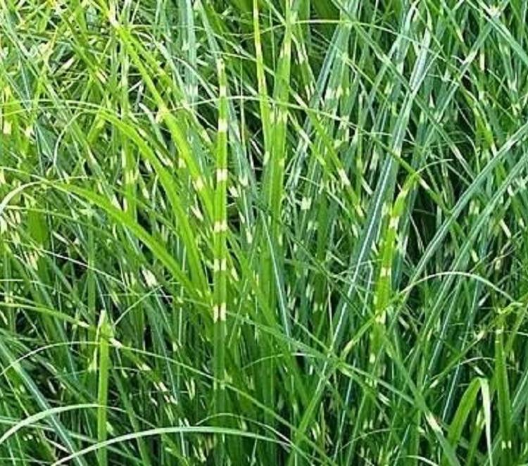 质优价廉花叶芒培育基地_花叶芒出售