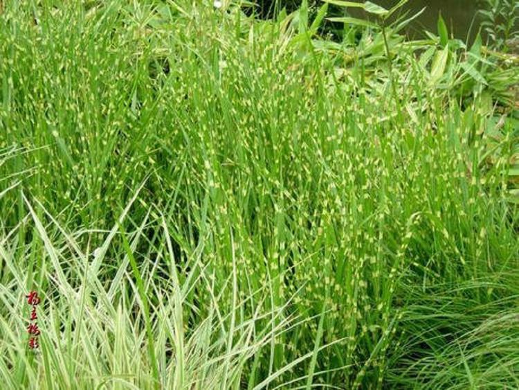 大量批发花叶芒报价_花叶芒出售
