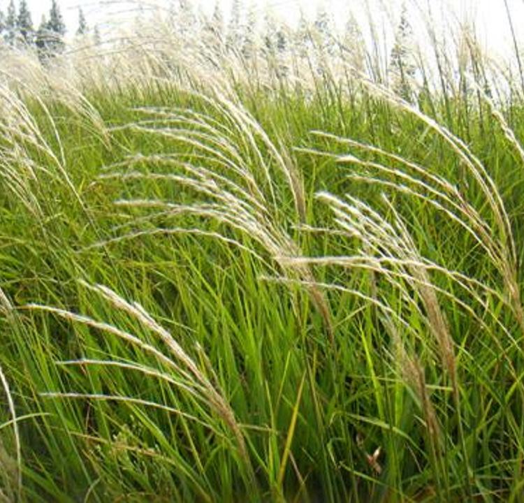 批发采购花叶芒培育基地_花叶芒供应商