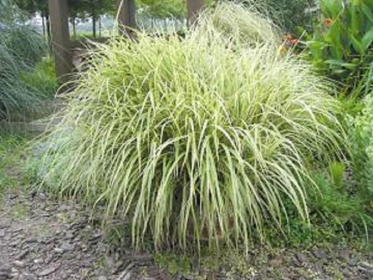 现货出售花叶芒小苗_花叶芒价格