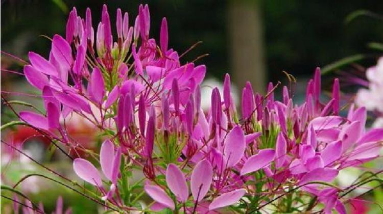 山东醉蝶花价格 西洋白菜花 凤蝶草 紫龙须 蜘蛛花 产地直销 质美价廉 售后质量好