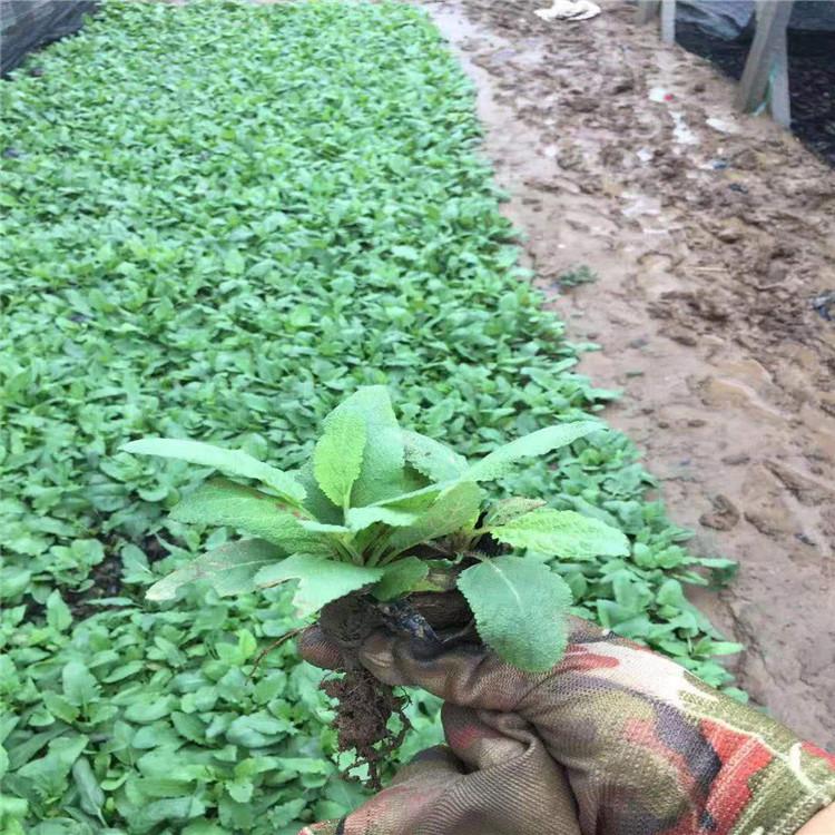 青州鼠尾草小苗批发价格 地被鼠尾草 草花鼠尾草 墨西哥鼠尾草