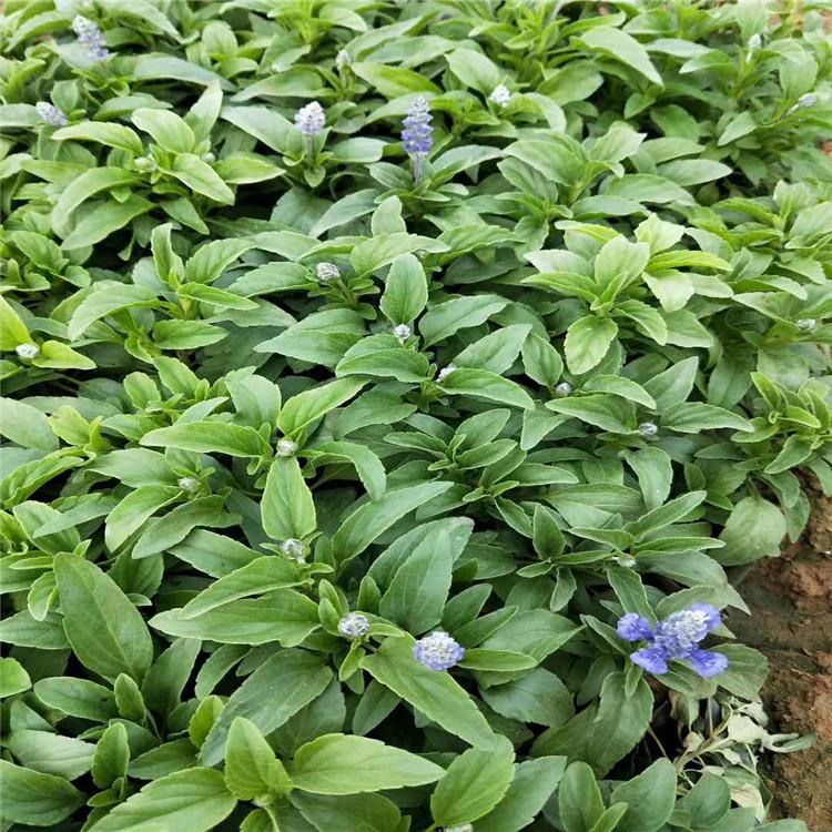 山东鼠尾草小苗批发价格 墨西哥鼠尾草种植基地