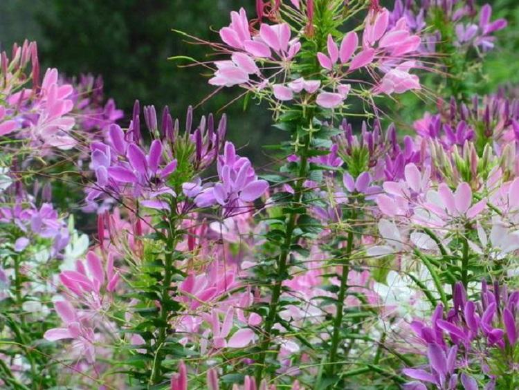 醉蝶花种子批发 欣美园艺 醉蝶花夏季品种 易种植