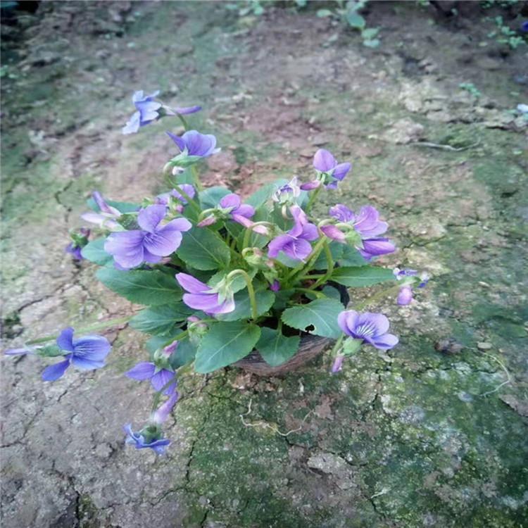 紫花地丁 紫花地丁小苗批发价格