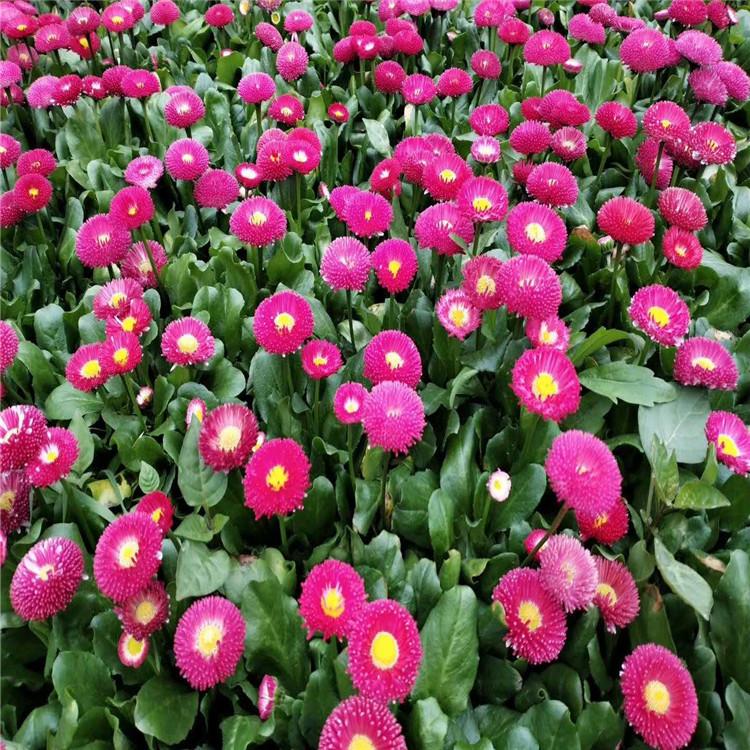 批发邹菊小苗  邹菊价格