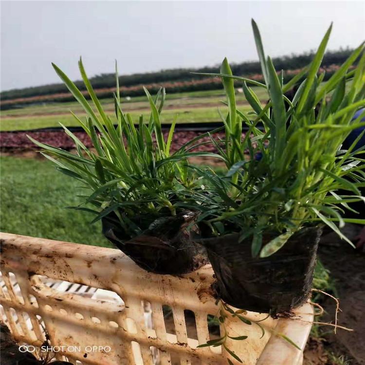 石竹小苗供应商     石竹价格