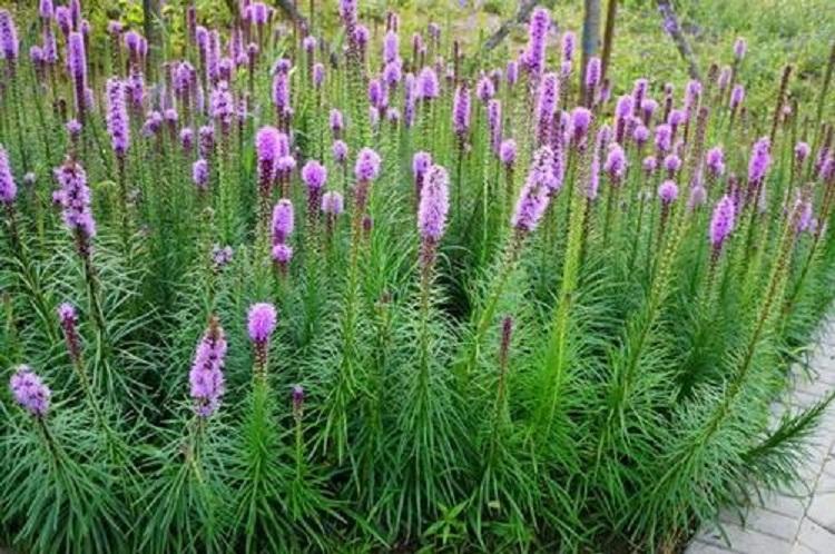 青州宿根花卉苗木蛇鞭菊 蛇鞭菊价格 盆栽苗木 花卉批发