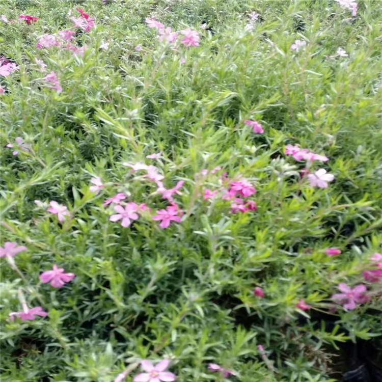 丛生福禄考小苗     芝樱供应处