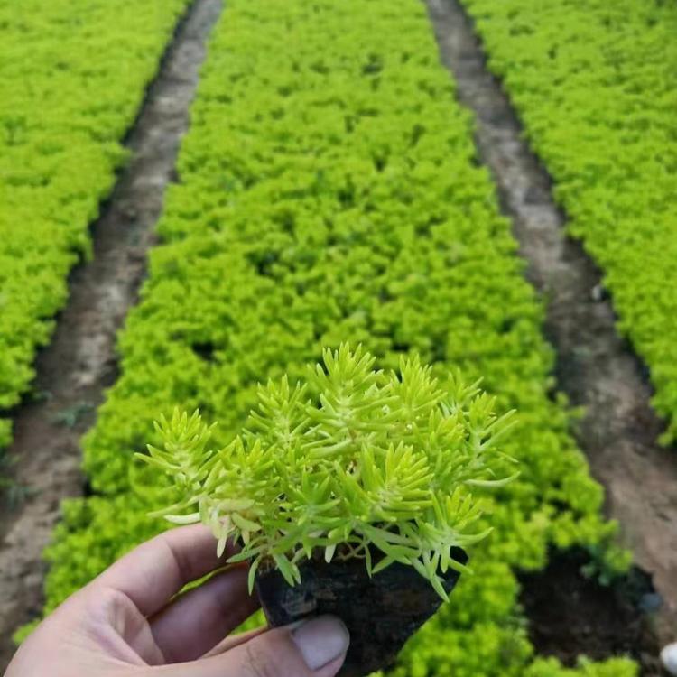 佛甲草小苗批发    佛甲草基地