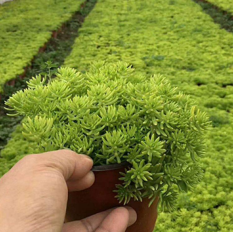 柳叶马鞭草芝樱花海 福禄考小苗