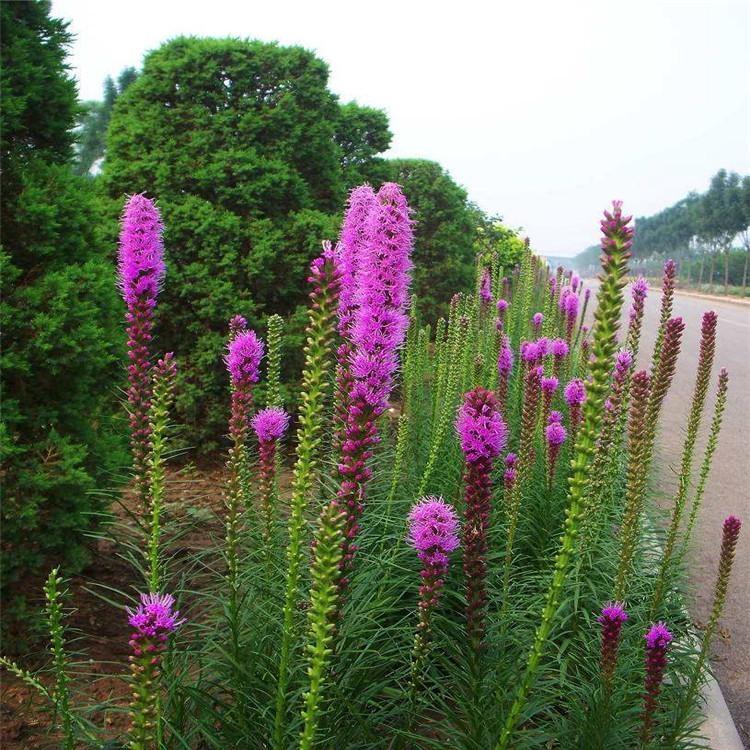 青州草花 蛇鞭菊 蛇鞭菊种子 蛇鞭菊种苗 蛇鞭菊盆苗 杯苗