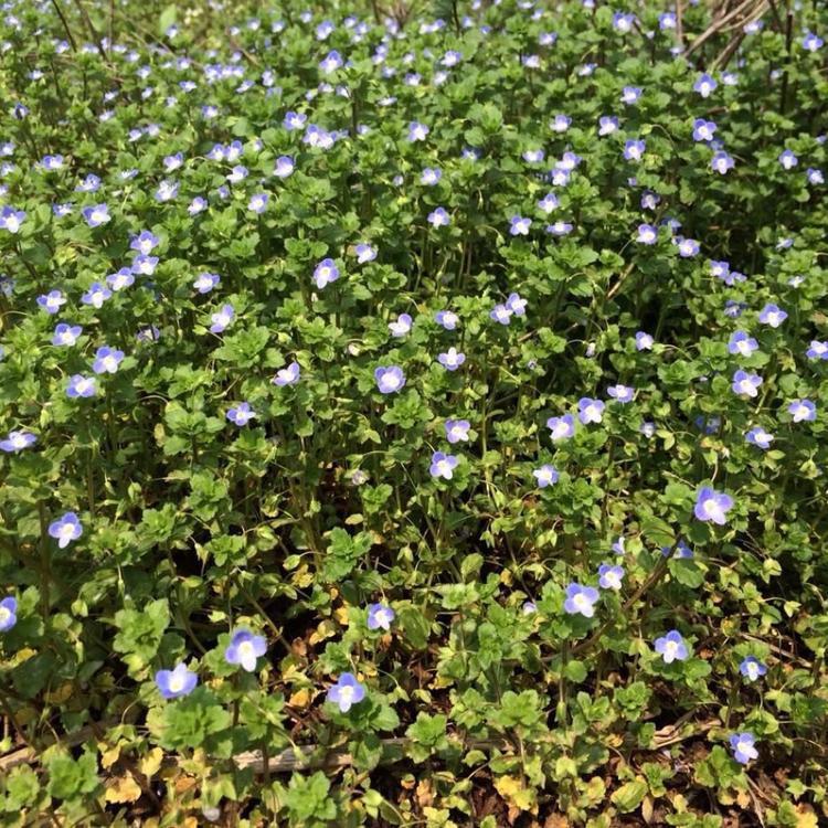 婆婆纳种植   婆婆纳小苗