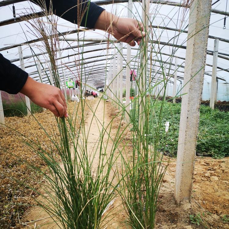 细叶芒花海新品种 宿根花卉 时令草花-承玉花卉