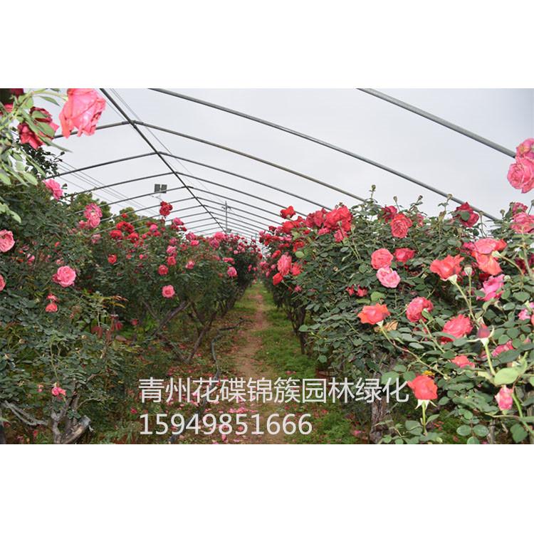 树桩月季批发基地.月季树基地批发