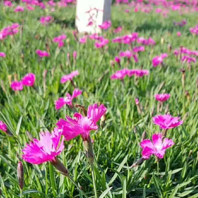欧石竹批发基地