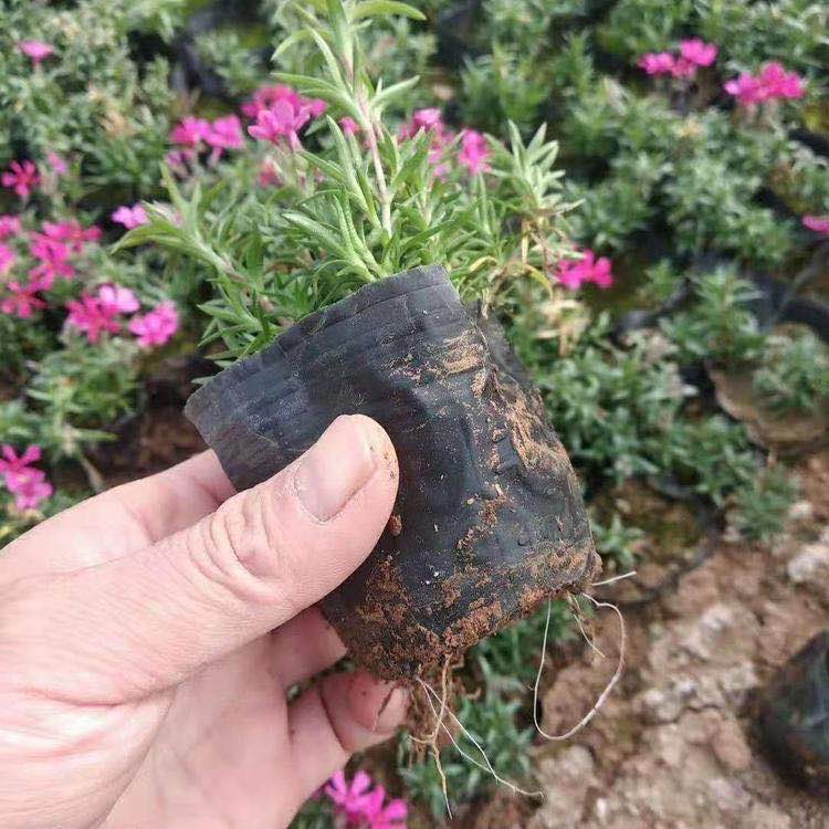 福禄考花苗价格 福禄考批发 山东福禄考基地销售