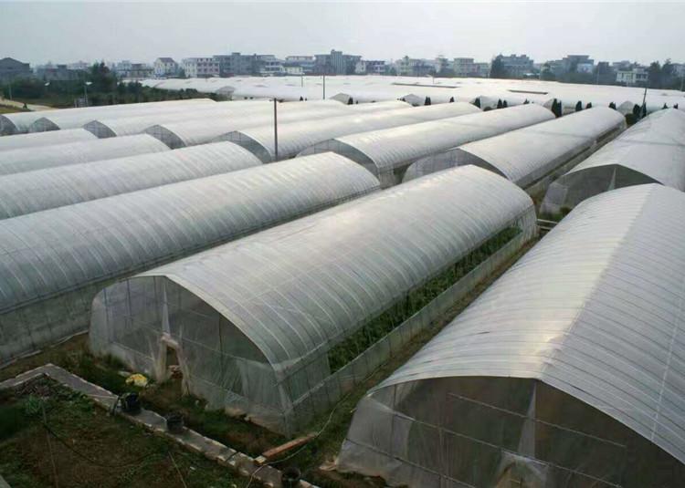 施工快捷樱桃种植大棚 江西种植大棚建设