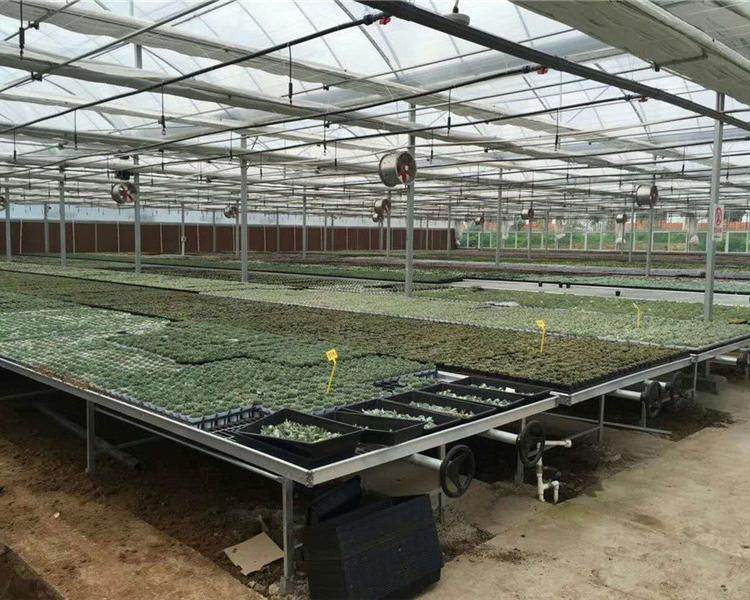 广西蔬菜种植大棚 樱桃种植大棚承建公司 鑫创温室蔬菜种植大棚