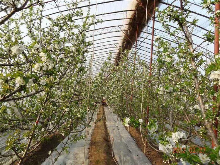 山东蔬菜种植大棚 蔬菜种植大棚建造 口碑不错的蔬菜种植大棚