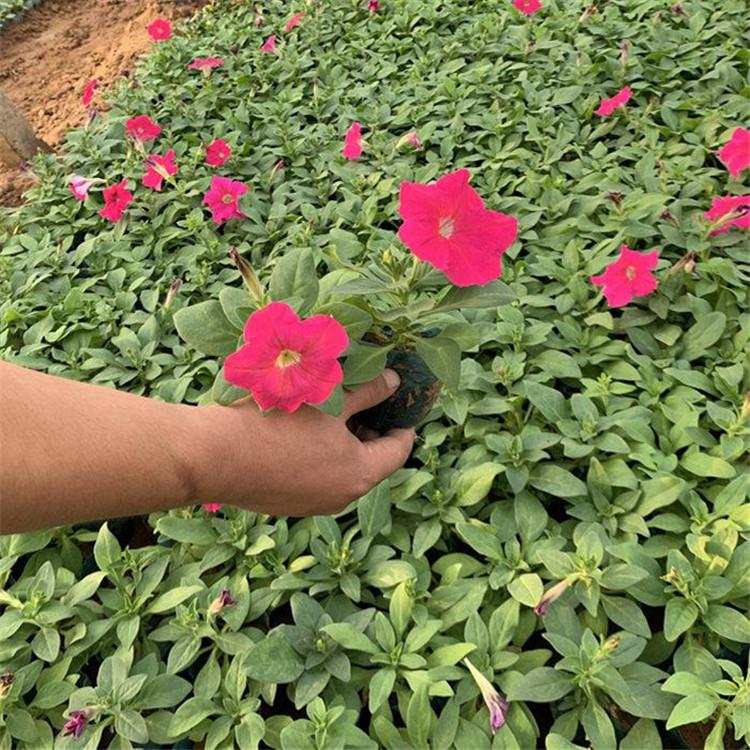 河北矮牵牛种苗 矮牵牛行情 好花坐等发货矮牵牛种苗